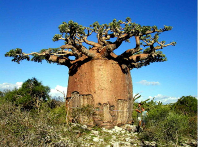 cay-baobab-5