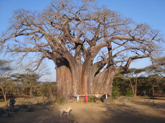 cay-baobab-6