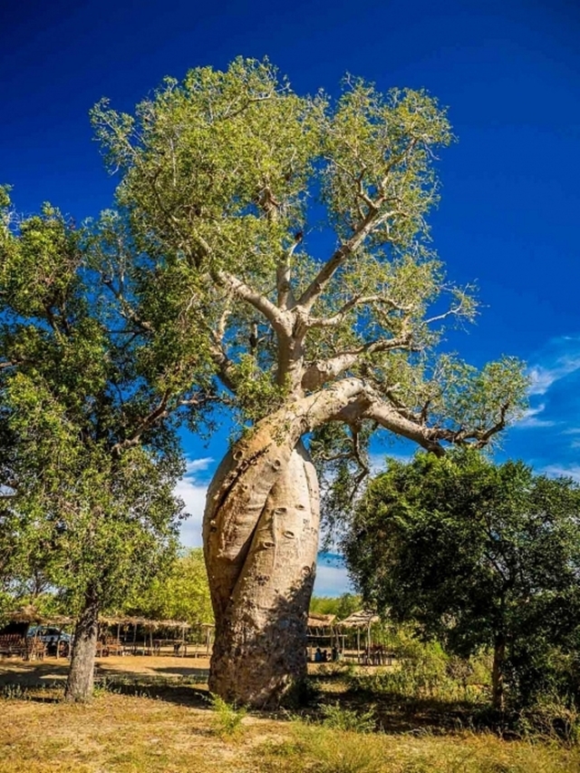 cay-baobab-7