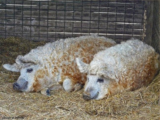 lon-mangalica-1