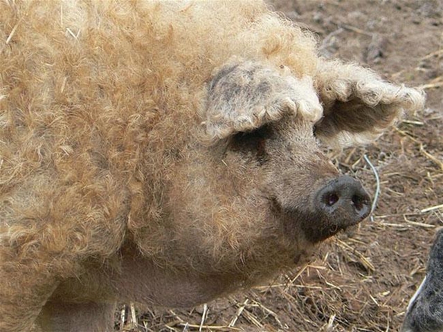 lon-mangalica-3