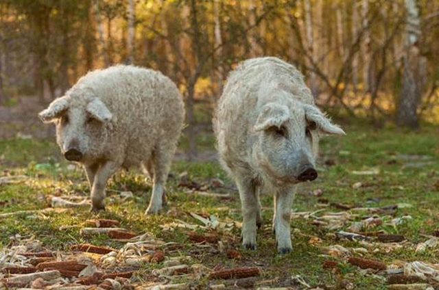 lon-mangalica-4