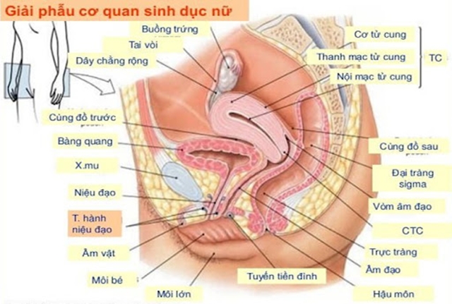 thung-cung-do-1