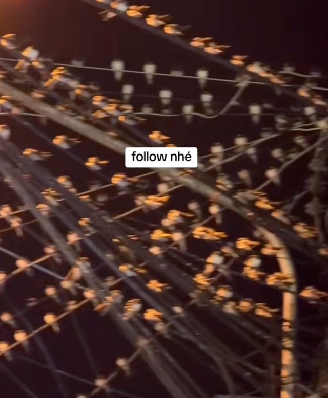 chim-en-dau-tren-day-dien-1