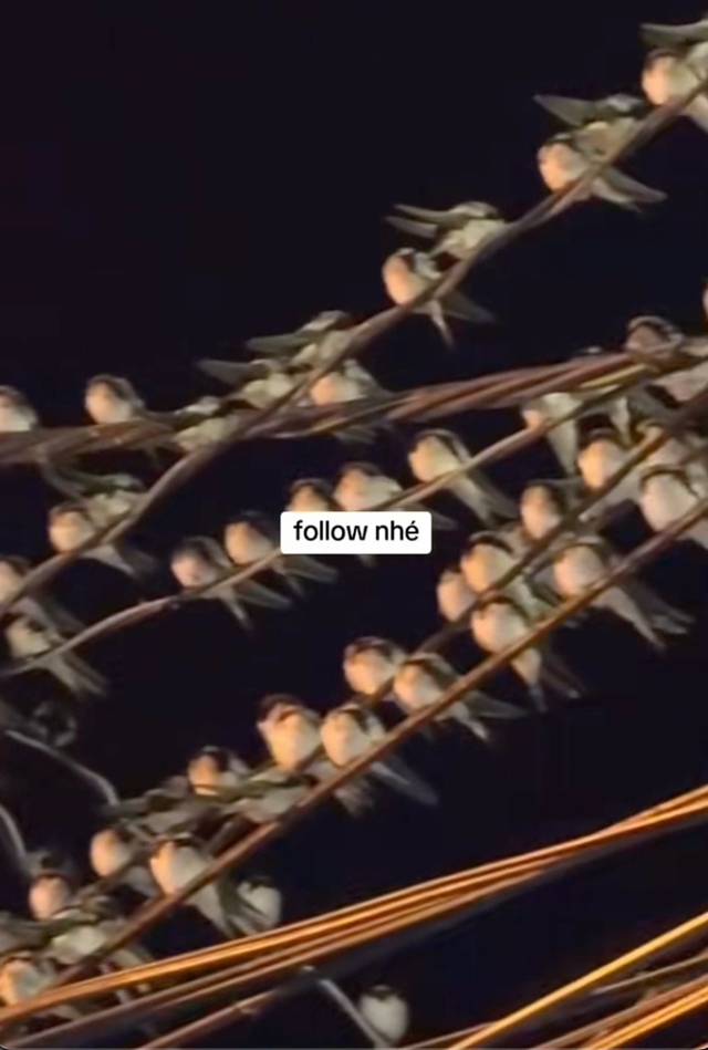 chim-en-dau-tren-day-dien-2