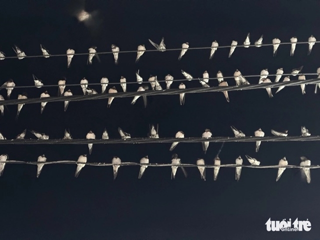 chim-en-dau-tren-day-dien-3