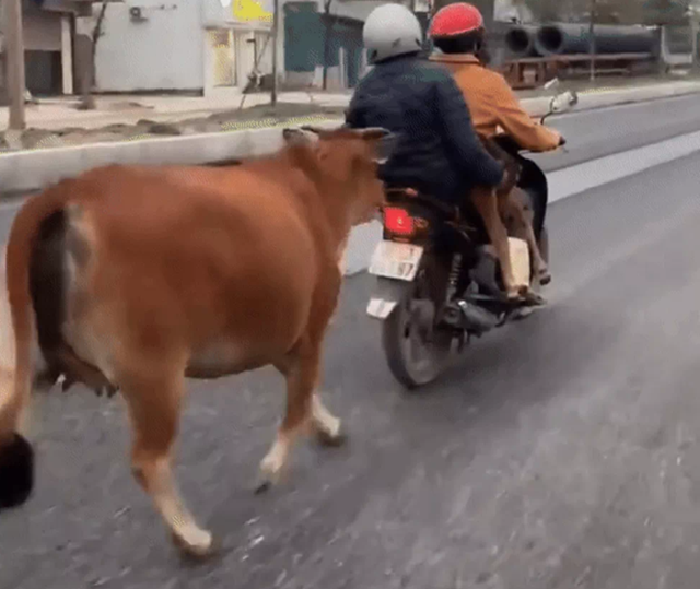 bo-me-duoi-theo-xe-may-2