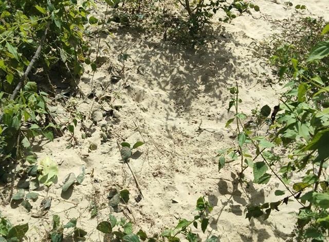 be-so-sinh-bi-bo-roi-gia-lai-2