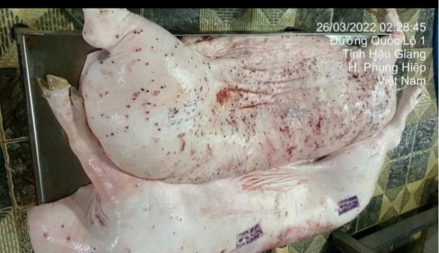 c-p-viet-nam-ban-heo-ga-benh-3