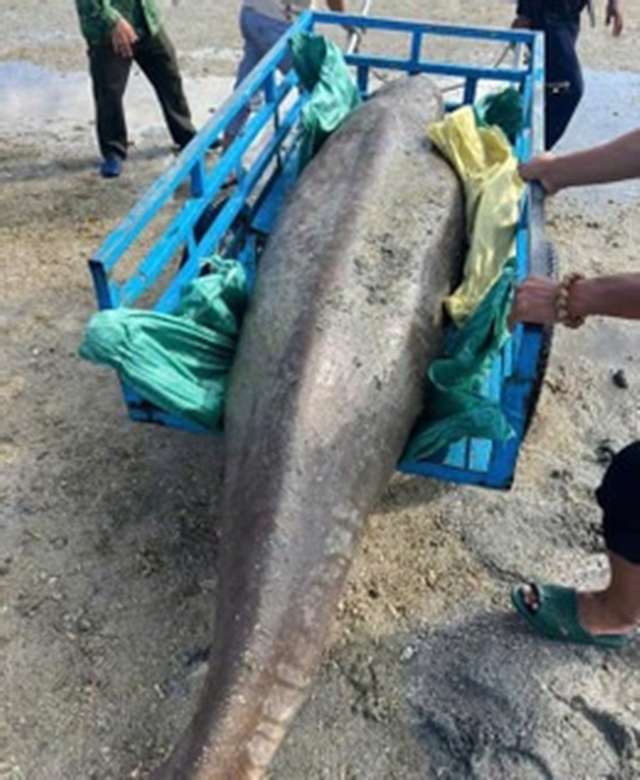 nang-tien-ca-300kg-4