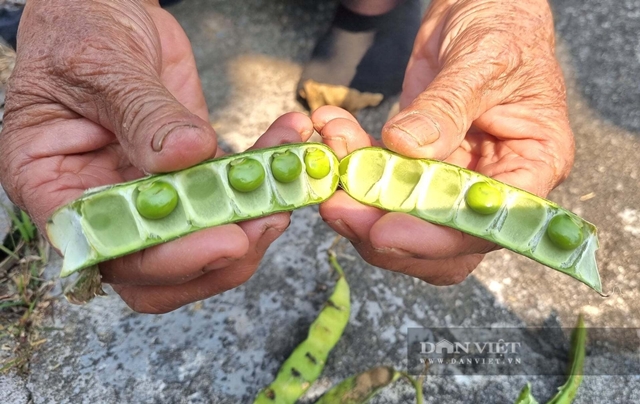 ngo-doc-hat-cu-dau-3