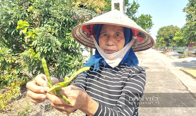 ngo-doc-hat-cu-dau-4