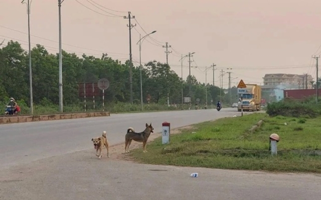 tha-rong-cho-gay-tai-nan-2