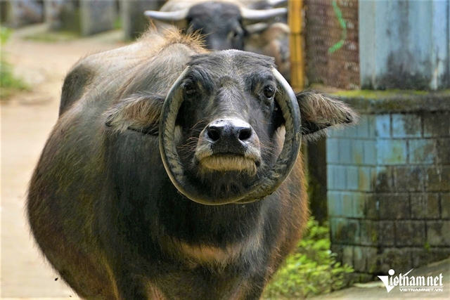 trau-co-sung-moc-nguoc-1