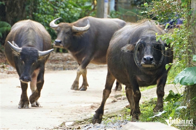 trau-co-sung-moc-nguoc-3