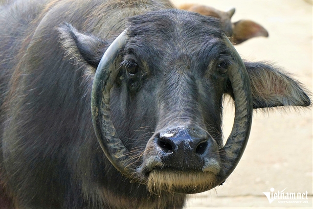 trau-co-sung-moc-nguoc-4