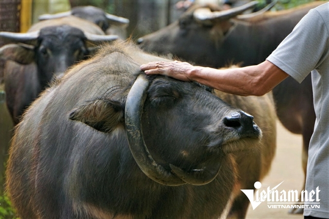 trau-co-sung-moc-nguoc-5