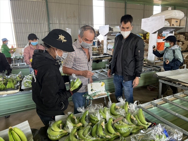 bau-duc-tim-ra-bi-kip-doc-dao-trong-mo-hinh-heo-an-chuoi-1026137