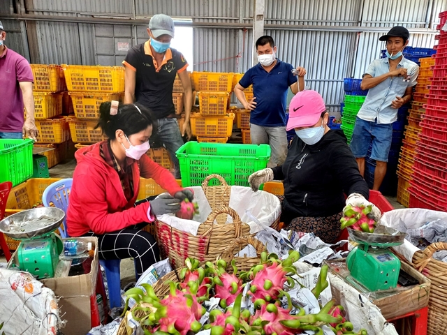 thanh-long-tay-ninh-3