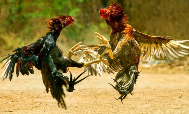 cockfight-17827098351061627296652
