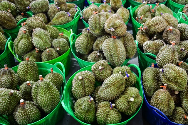 sau-rieng-3002