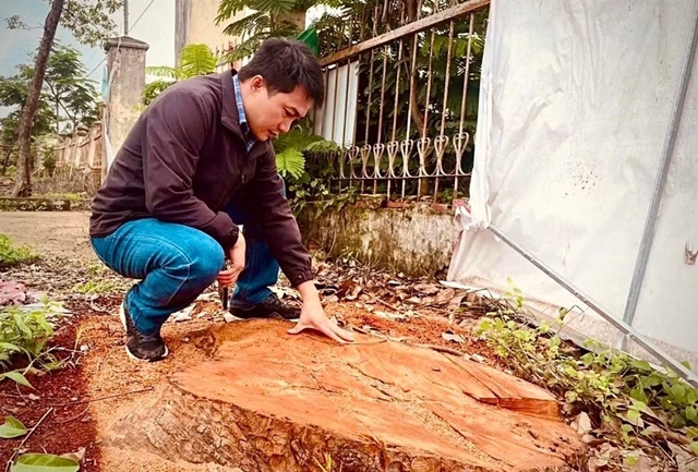 tai-khuon-vien-tru-so-ubnd-xa-hbong-cu-co-nhieu-cay-xanh-bi-cua-ha-duong-kinh-khoang-40-den-70-cm-vet-cat-con-moi
