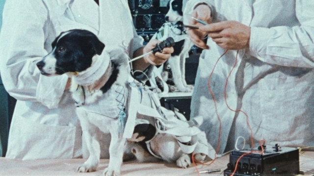 culturespace-dogs-02courtesy-icarus-films-1697095499148