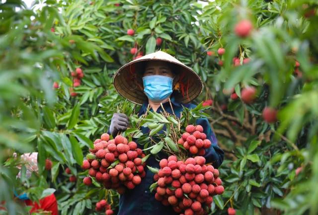 gia-vai-dau-mua-dat-nhu-tom-tuoi-nguoi-co-tien-muon-mua-cung-dan-do (2)