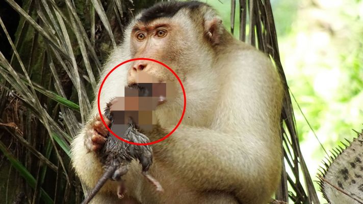 Xuất hiện loài khỉ ăn thịt chuột khiến giới khoa học kinh ngạc