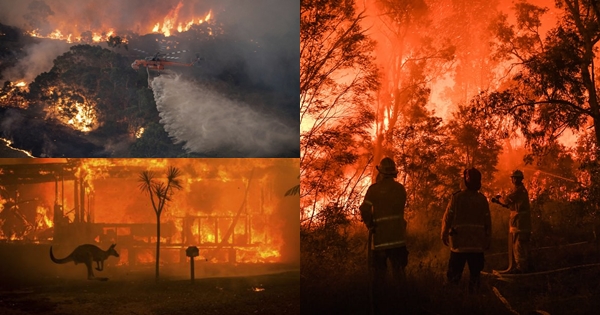 MC Phan Anh và nhiều sao Việt lên tiếng về vụ cháy rừng ở Úc