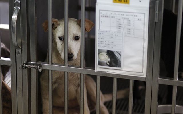 Giết hại và ăn thịt chó, nhóm khách Việt bị ngồi tù và phạt 770 triệu