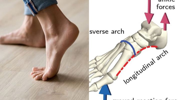 Hóa ra 100 năm qua khoa học đã nhầm: Vỡ lẽ với lý do khiến con người có thể đứng 