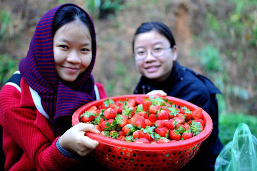 5 loại rau củ quả hữu cơ Đà Lạt tươi ngon, bổ dưỡng