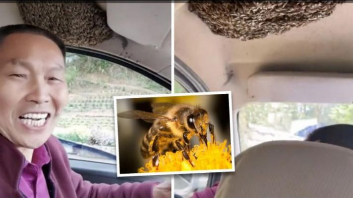 Người đàn ông Trung Quốc thản nhiên lái xe với tổ ong treo lủng lẳng trên đầu