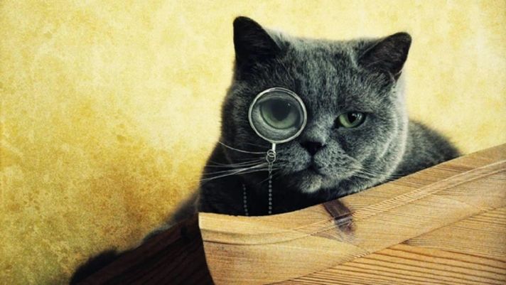 Những sự thật thú vị về loài mèo: Có 'vân mũi' độc nhất vô nhị, 'oan ức' vì bị cho là 'chảnh chọe'