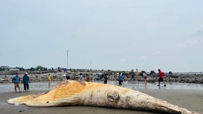 Xác cá voi nặng trên 5 tấn trôi dạt vào bờ biển Nam Định, người dân địa phương thắp hương xin phù hộ