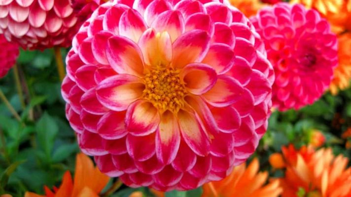 Trắc nghiệm nhanh: Tất tần tật về tính cách chỉ qua loài hoa yêu thích của bạn!