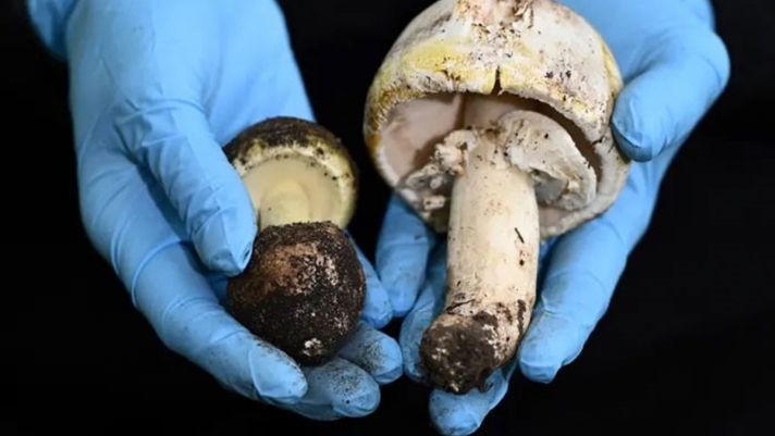 Tìm ra thuốc giải hữu hiệu cho loài nấm độc nhất thế giới