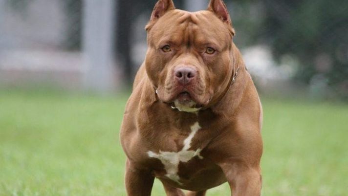Sau nhiều vụ Pitbull cắn người gây thương vong, Bộ NN-PTNT trả lời đề xuất cấm nuôi chó dữ