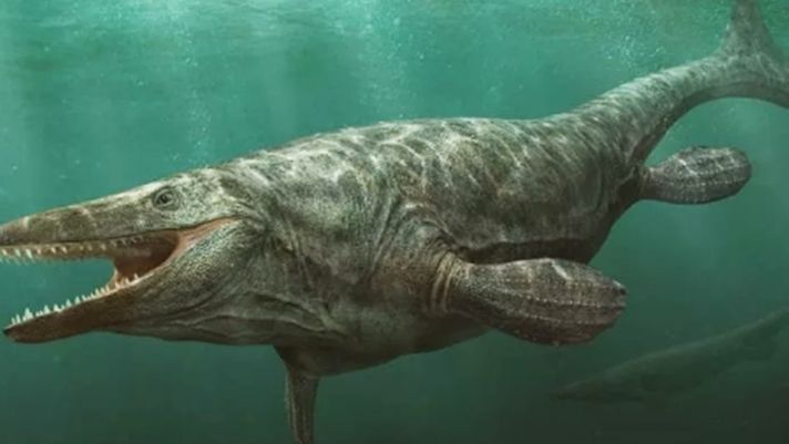 Cận cảnh ‘quái vật khổng lồ’ cổ đại 66 triệu năm tuổi có răng giống tuốc nơ vít