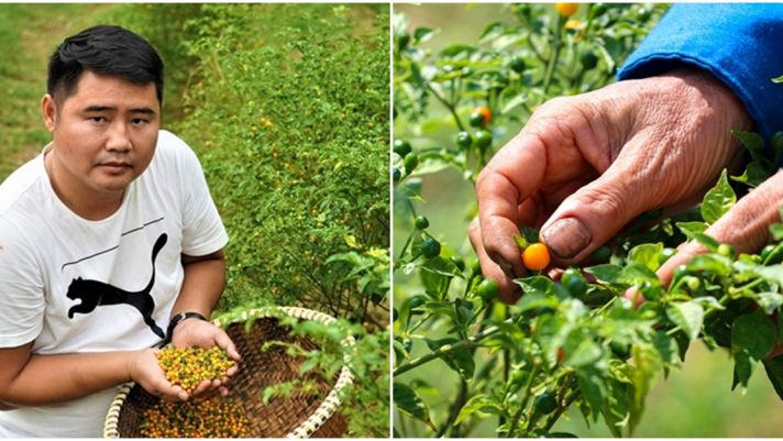 Bật mí loại quả đắt đỏ nhất thế giới được trồng tại Việt Nam đang được rao với giá ‘trên trời’