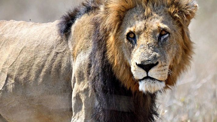 Xót xa tột cùng hình ảnh của ‘vua sư tử’ những ngày cuối đời