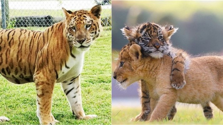 Bí mật về đứa con lai của hổ và sư tử, tiết lộ ngoại hình kỳ lạ, số lượng cực ít trên thế giới