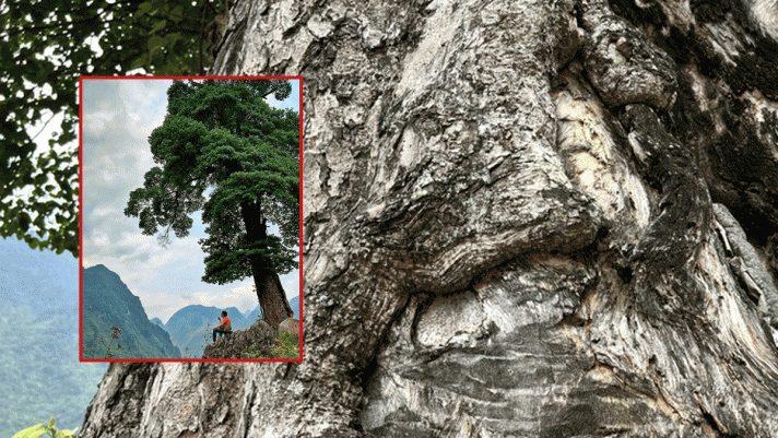 ‘Cây cô đơn’ đẹp nhất ở Việt Nam: Có tuổi đời nhiều thế kỷ, thân cây rộng 5 người ôm không hết