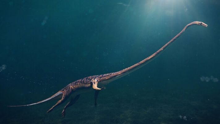 Phát hiện quái vật đại dương 242 triệu năm tuổi: Cổ dài 3m, răng nhọn hoắt săn mồi ‘nhanh như chớp’