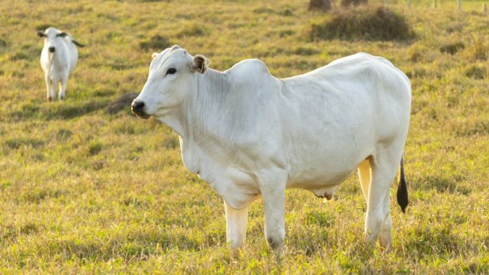 Choáng váng trước con bò đắt nhất hành tinh, giá bán cao nhất hơn 100 tỷ đồng
