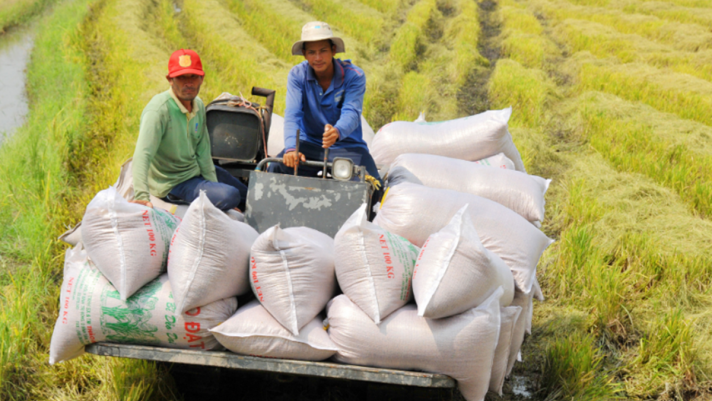 Một loại lương thực của Việt Nam đang có tiềm năng phát triển, vượt mức xuất khẩu so với năm 2022