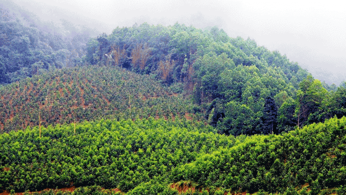 Thông tin về tỉnh có diện tích rừng lớn nhất cả nước, có 1 vườn quốc gia được UNESCO công nhận