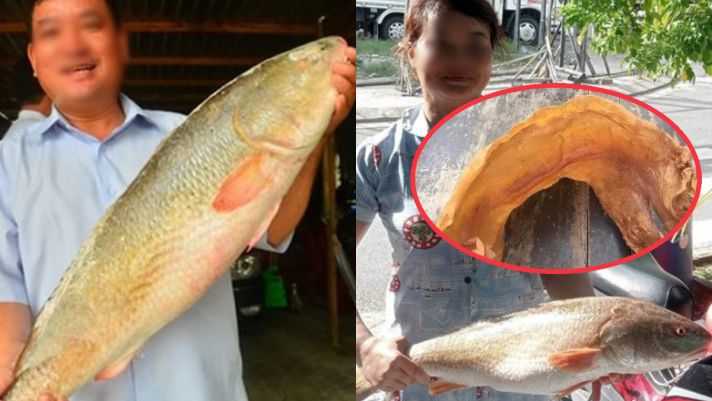 Loài cá cực quý hiếm ở Việt Nam được thế giới săn lùng: Giá tiền tỷ mỗi cân, ai bắt được sẽ đổi đời
