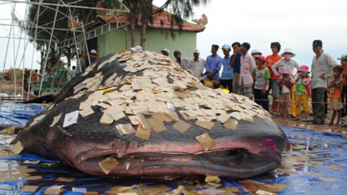 Việt Nam có 1 bộ da cá voi nhám duy nhất đạt kỷ lục Guinness, giá trị khiến nhiều người không tưởng